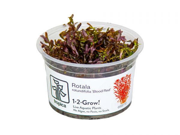 Tropica Rotala rotundifolia 'Blood Red' 1-2-Grow!