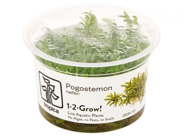 Tropica - Pogostemon helferi 1-2-Grow! - Aquariumpflanze