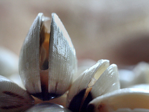 Futter Fur Muscheln Im Aquarium Garnelenhaus