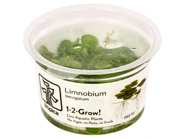 Tropica Limnobium laevigatum 1-2-Grow!