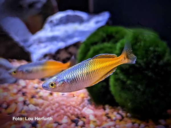 Harlekin-Regenbogenfisch - Melanotaenia boesemani