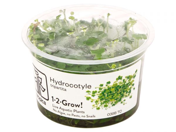 Tropica - Hydrocotyle tripartita 1-2-Grow! - Aquariumpflanze